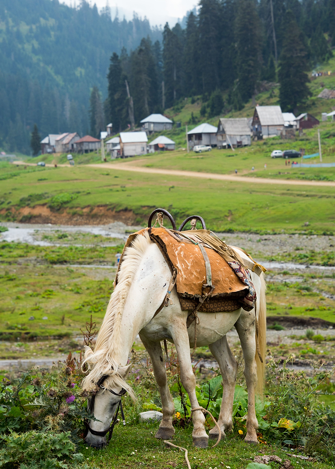 Horse