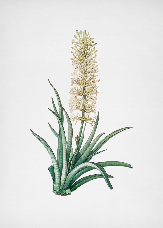 Snake Plant