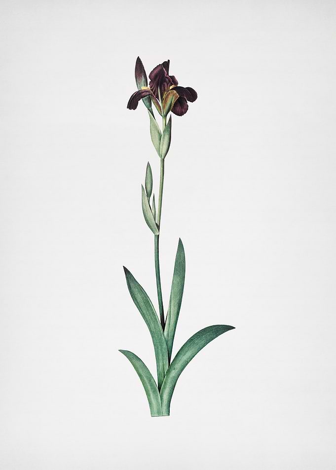 Dingy Flag Iris
