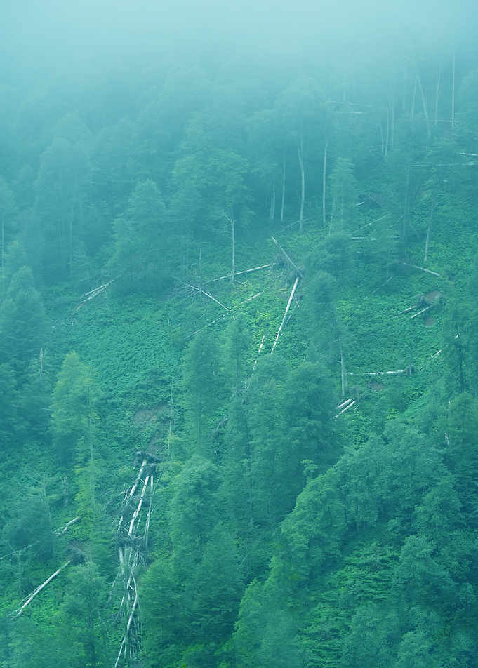 Trees