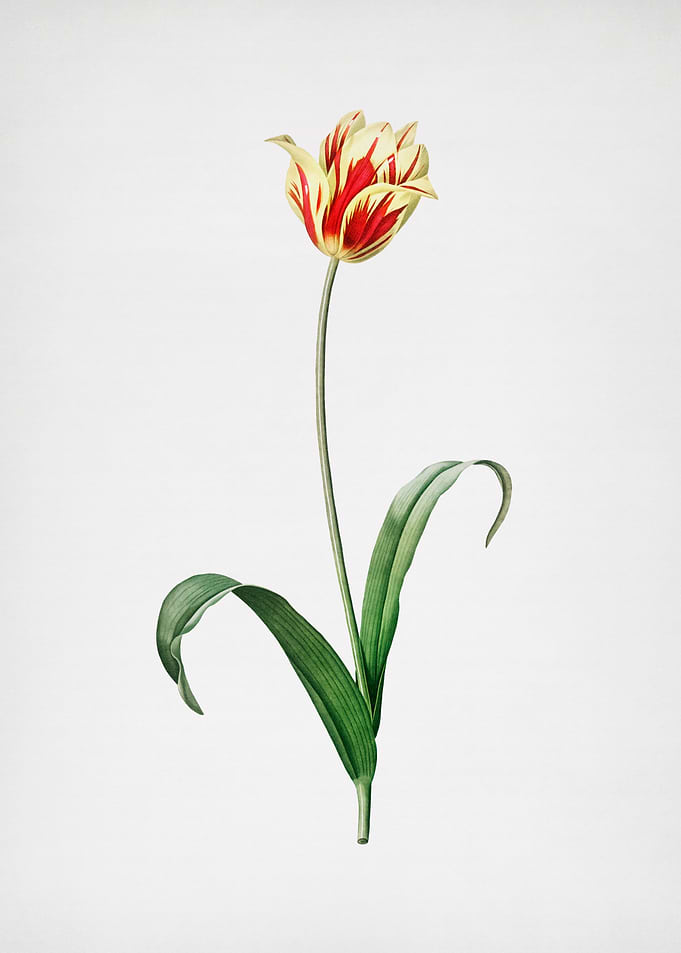 Didiers Tulip
