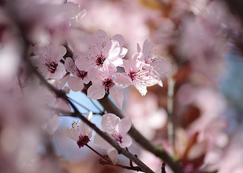 Fruehling Spring