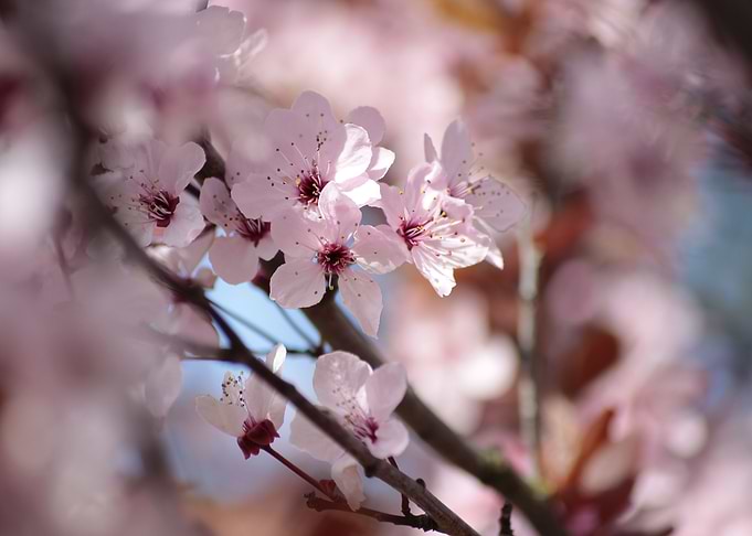 Fruehling Spring