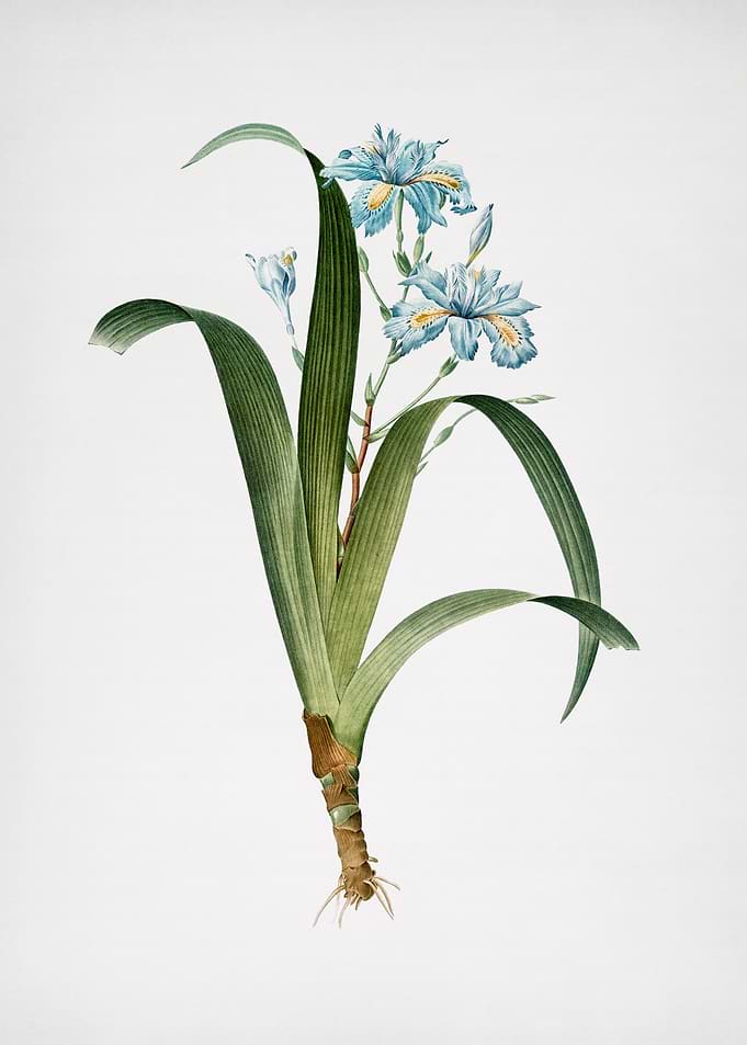 Iris Fimbriata