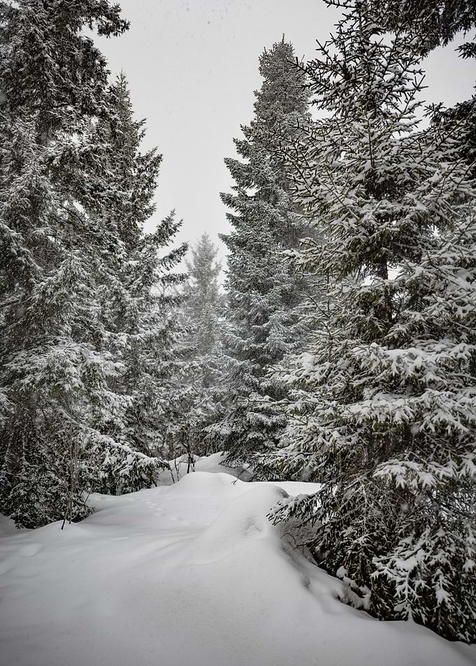 Winter Landscape