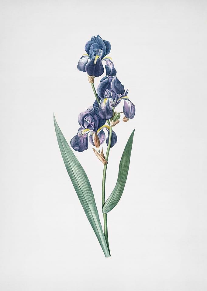 Dalmatian Iris