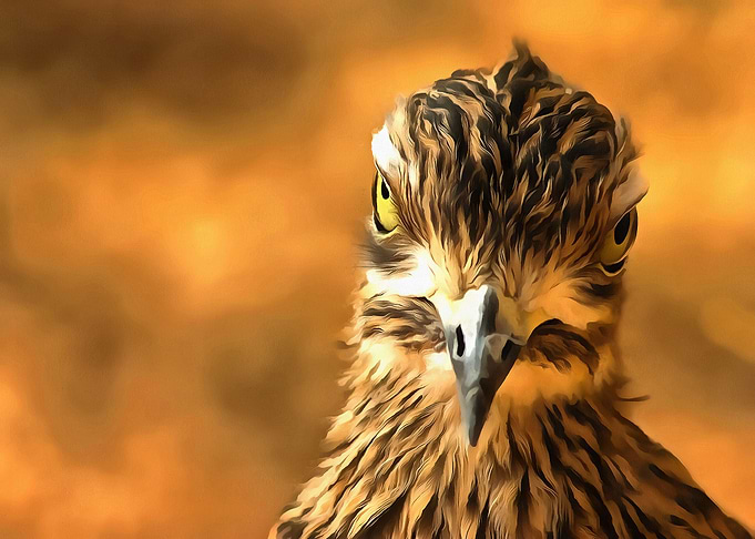 Attitude With Feathers