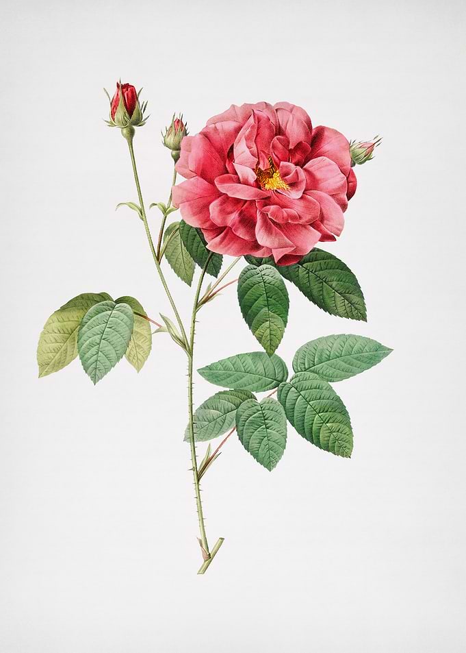 Vintage Rosa Gallica