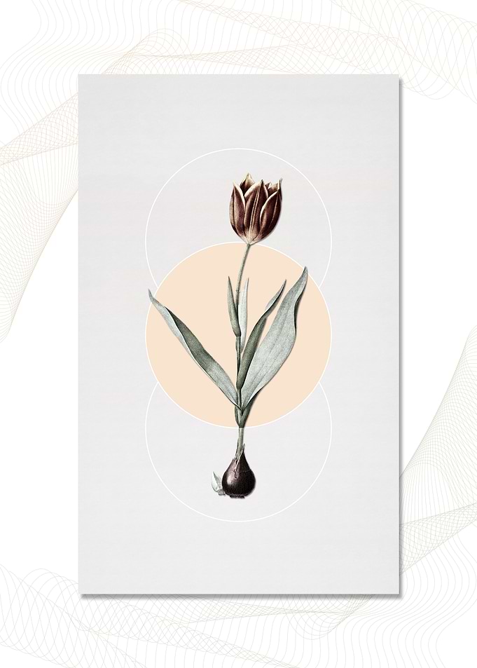 Tulip