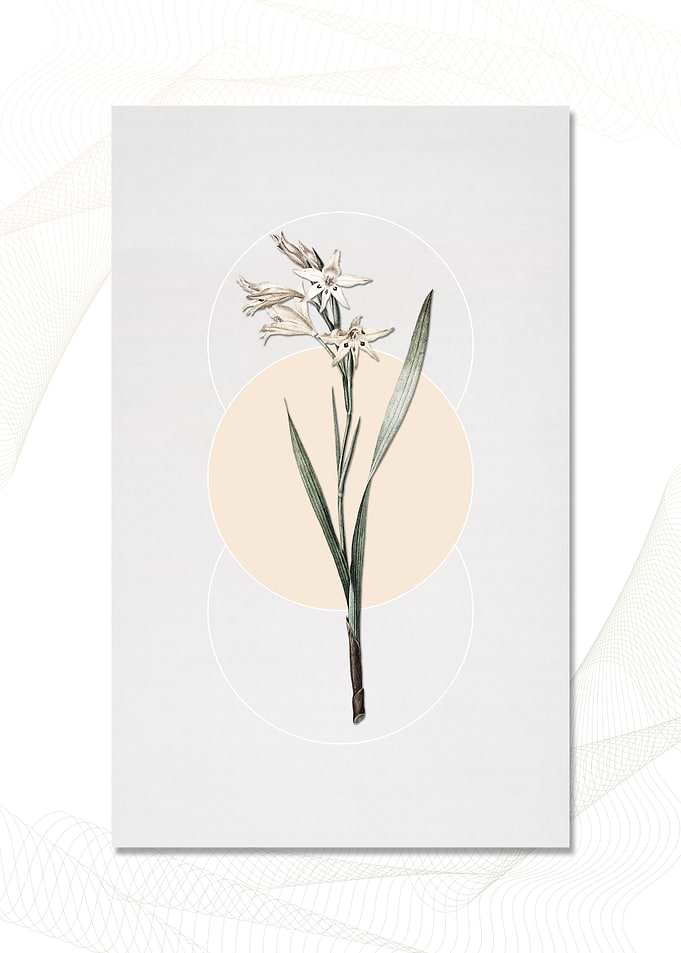 Gladioulus Cuspidatus