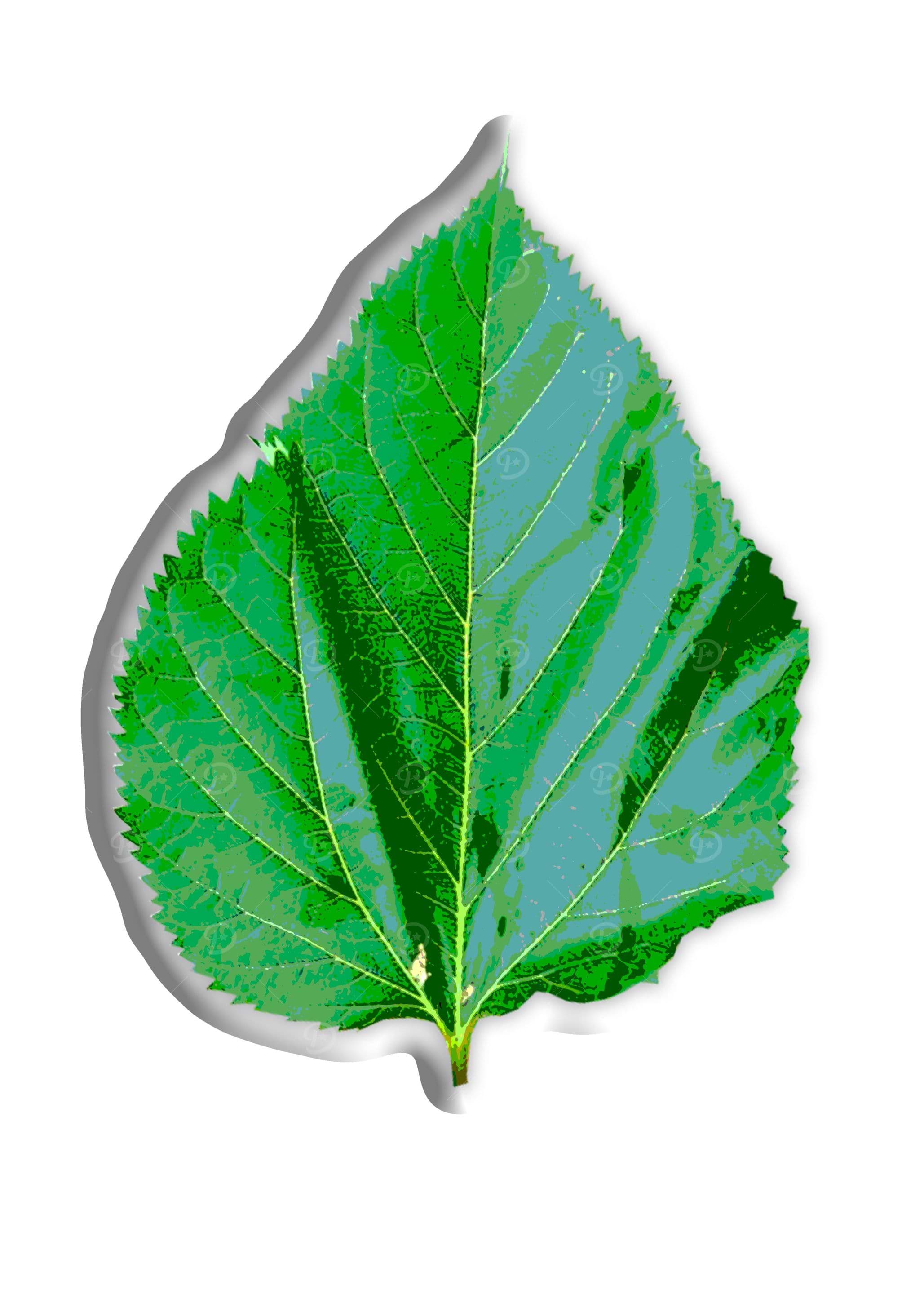 Single green leaf
