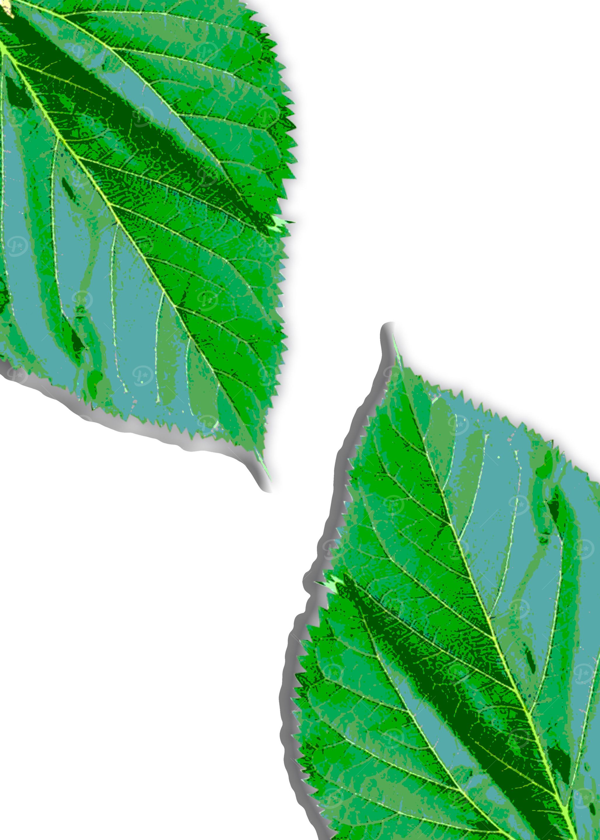 Two green Leaf