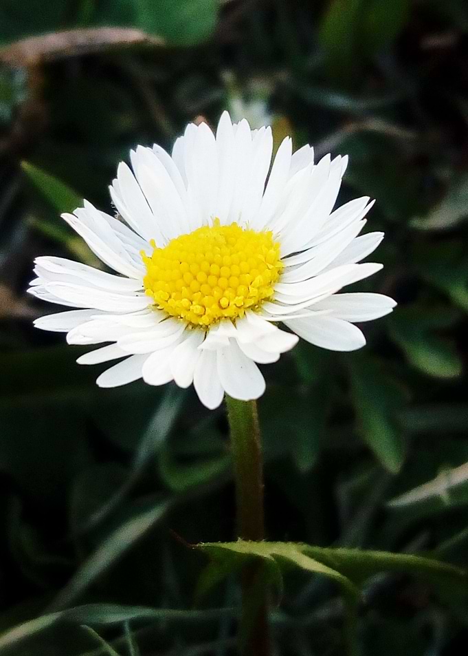 Bellis perennis