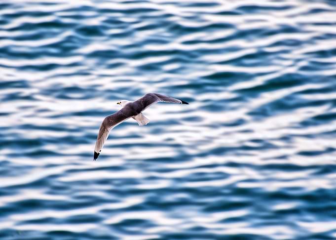 Seagull