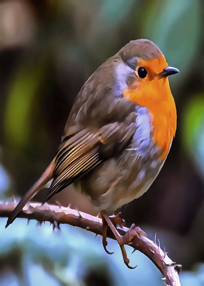 Plump Robin Perched