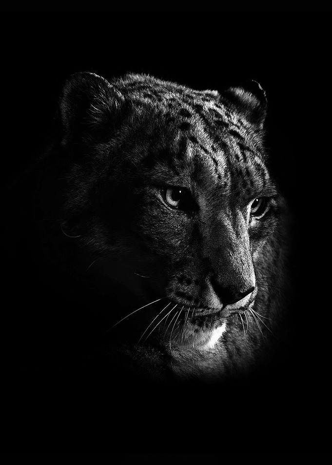 Leopard face poster
