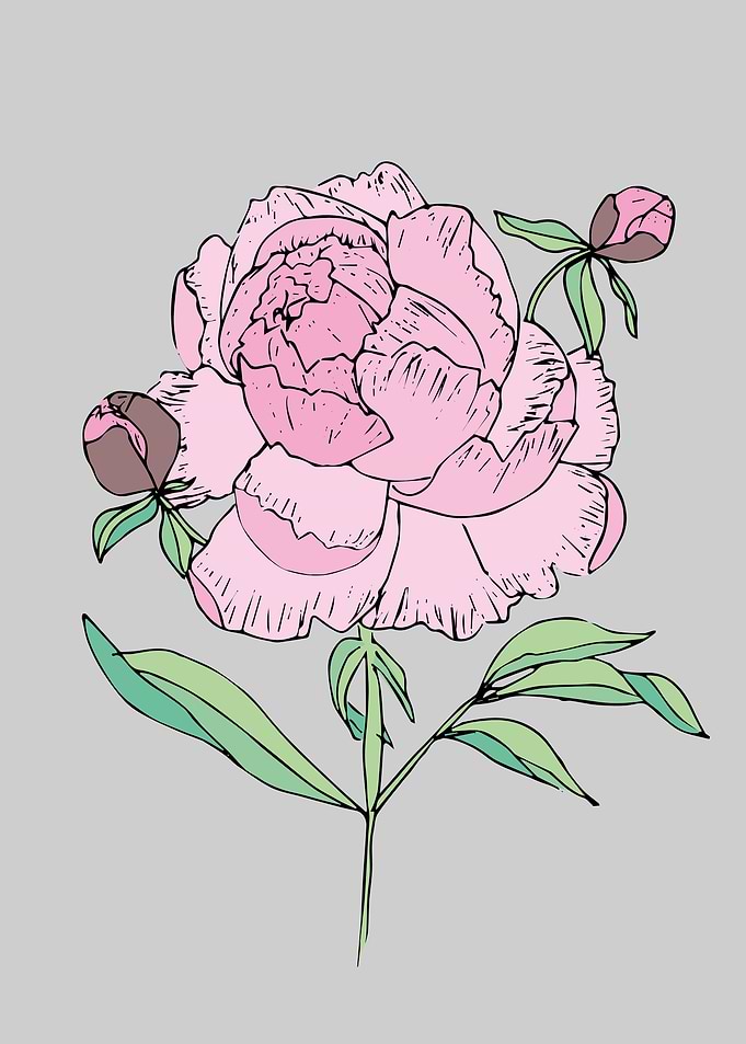 Peonia