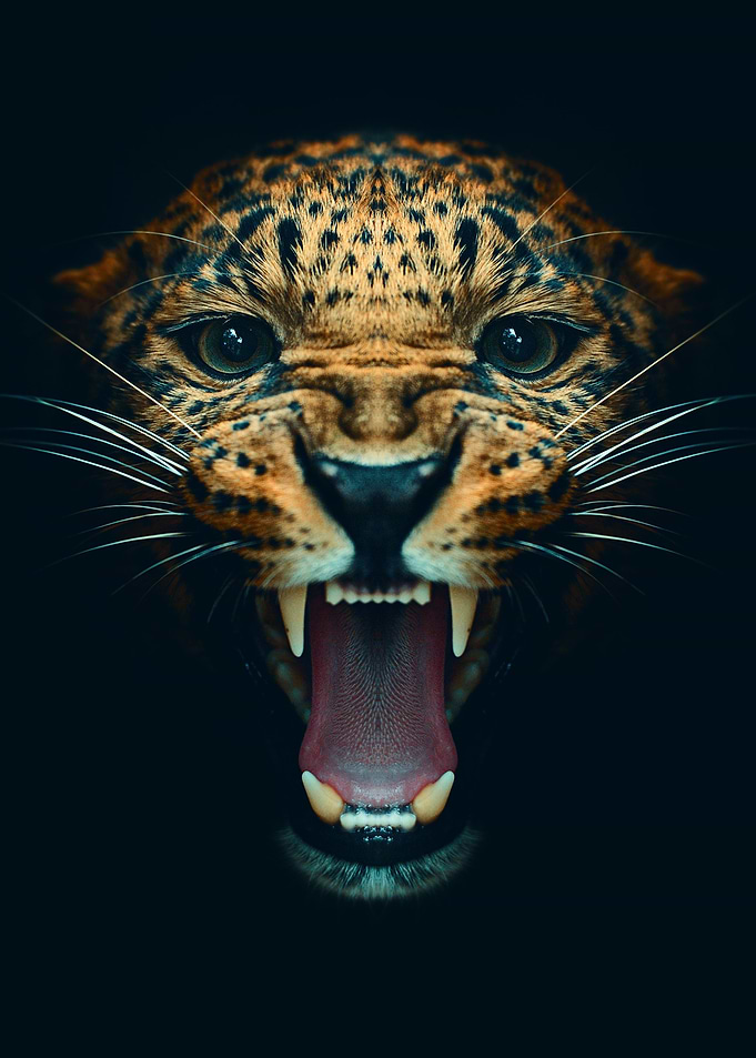 angry leopard face poster