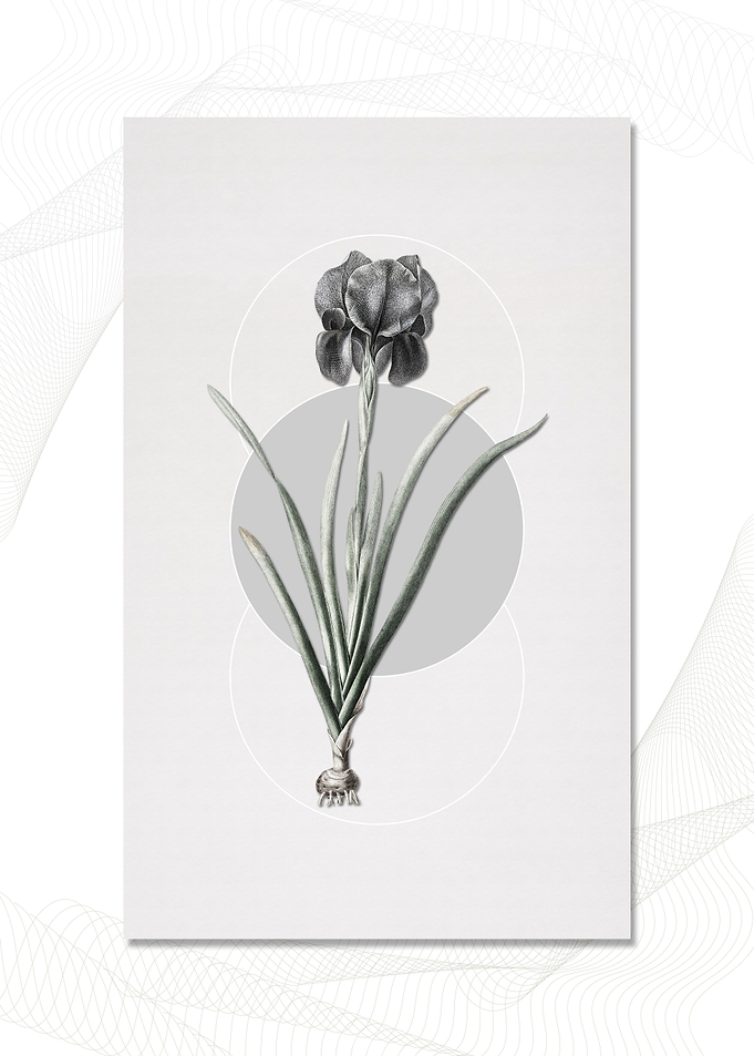 Mourning Iris