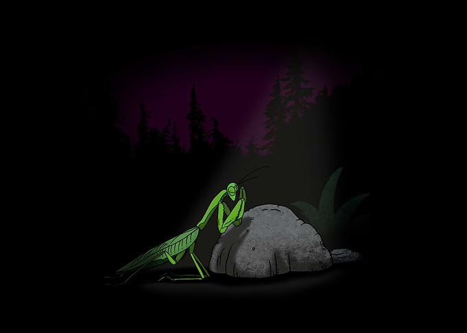Praying Mantis