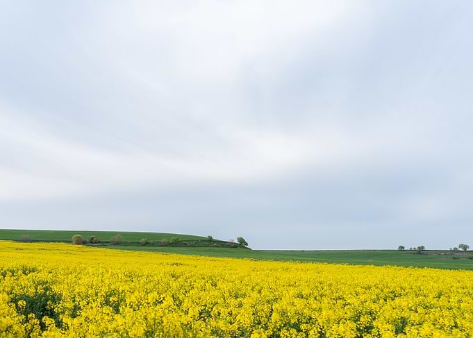 Field of yellow flowers