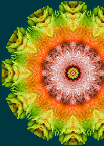 Parrot Mandala