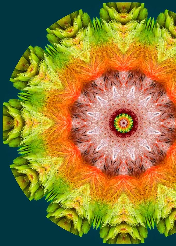 Parrot Mandala