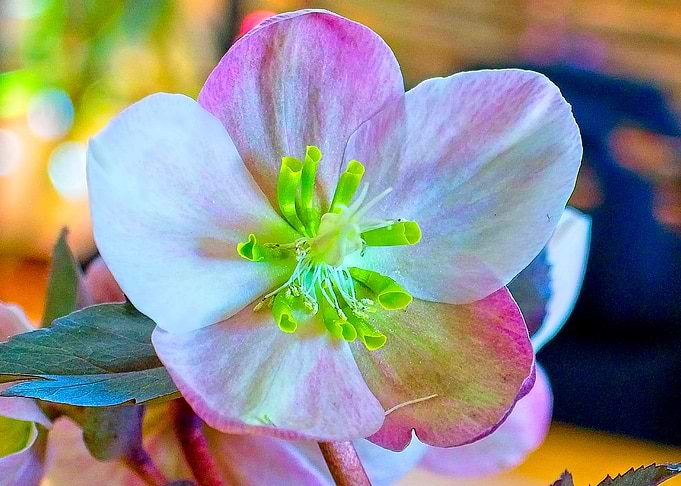 Flower No 3
