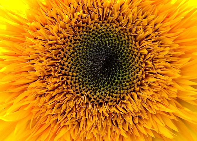 Sunflower Closeup