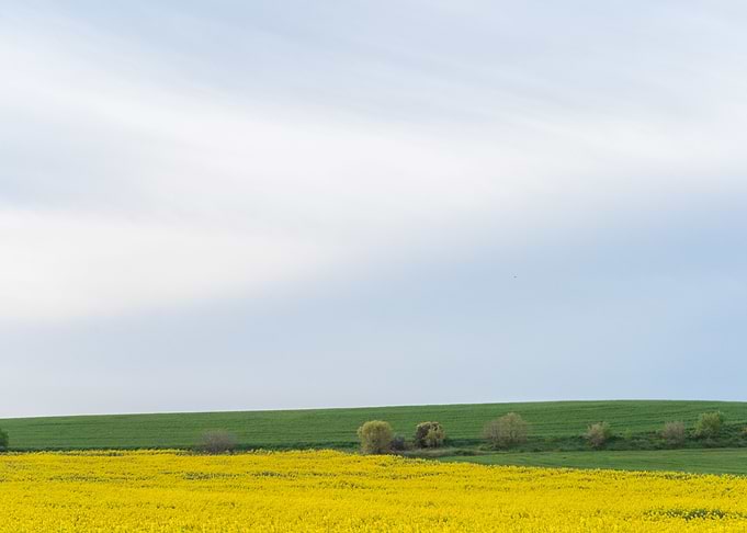 Field of yellow flowers