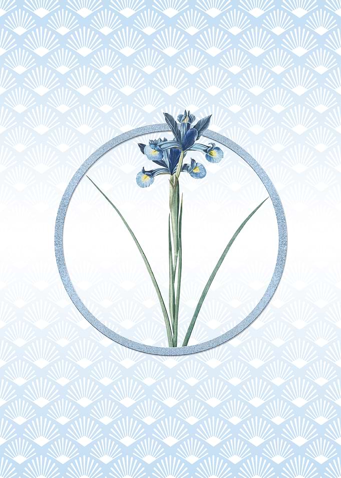 Spanish Iris