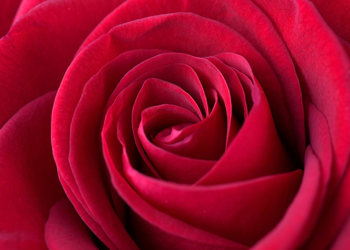Red Rose Closeup