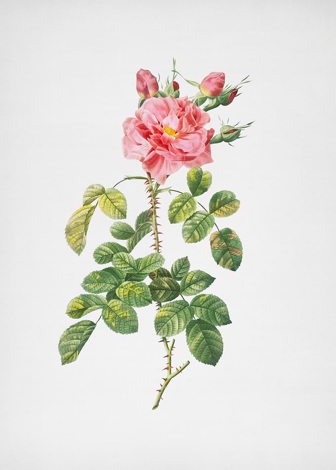 Four Seasons Rose in Bloom