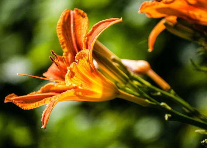 Orange Lily