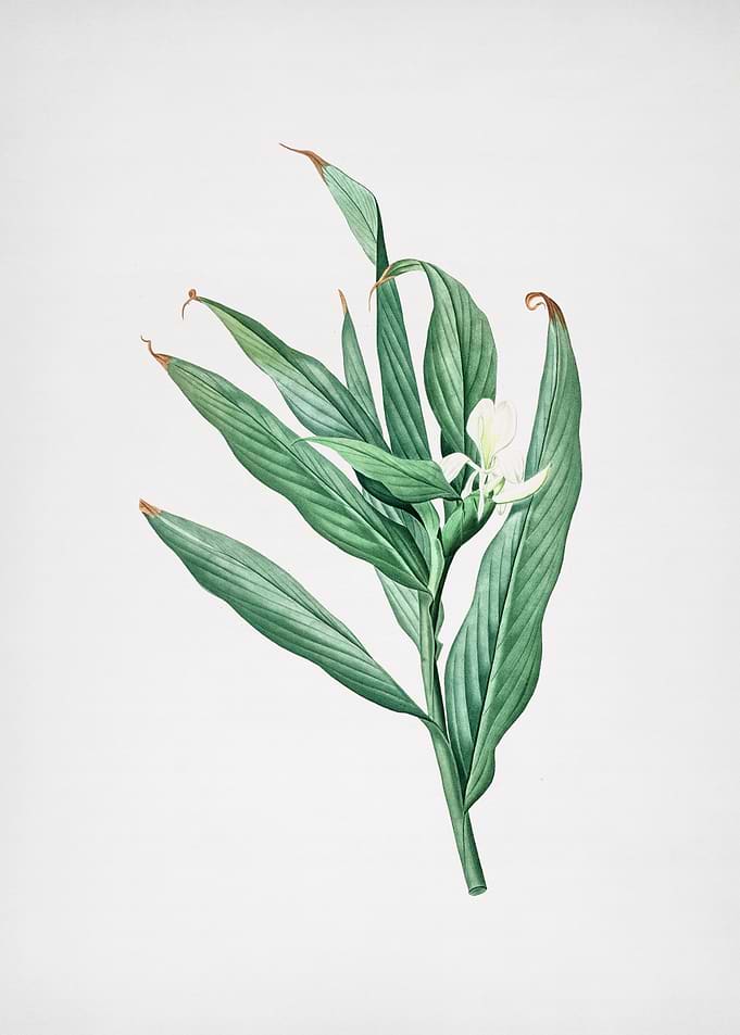 White Garland Lily