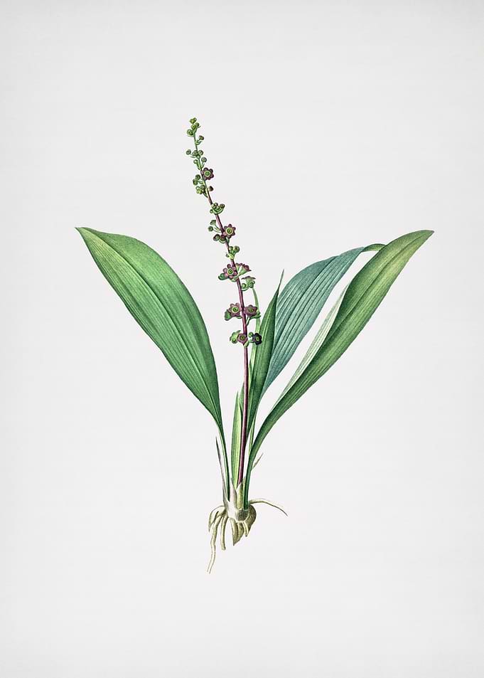 Peliosanthes Teta