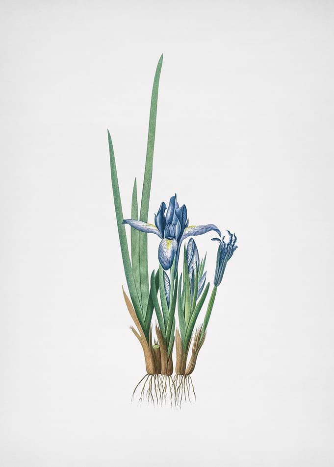 Milky Iris