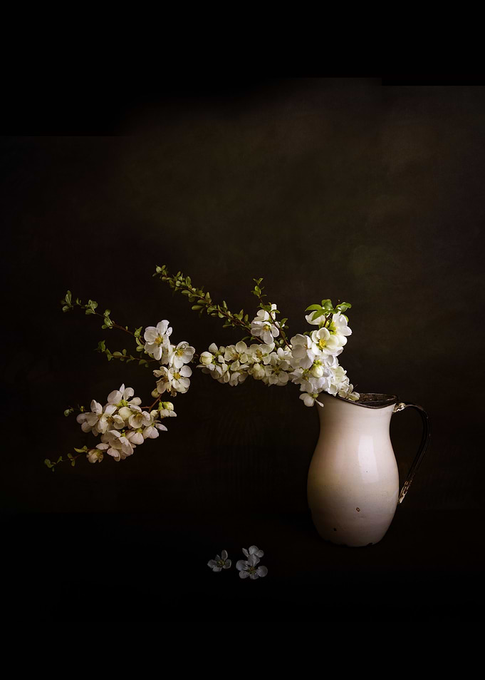 Cherry blossom