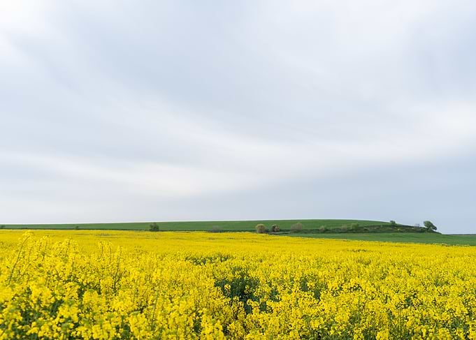Field of yellow flowers