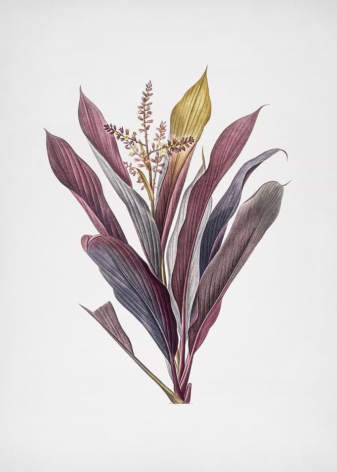 Cordiline Fruticosa
