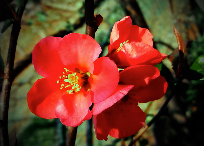 Chaenomeles japonica
