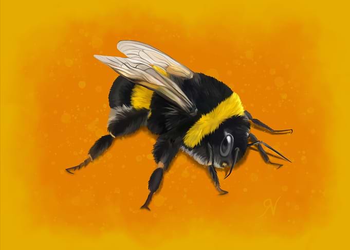 Fuzzy Bumblebee