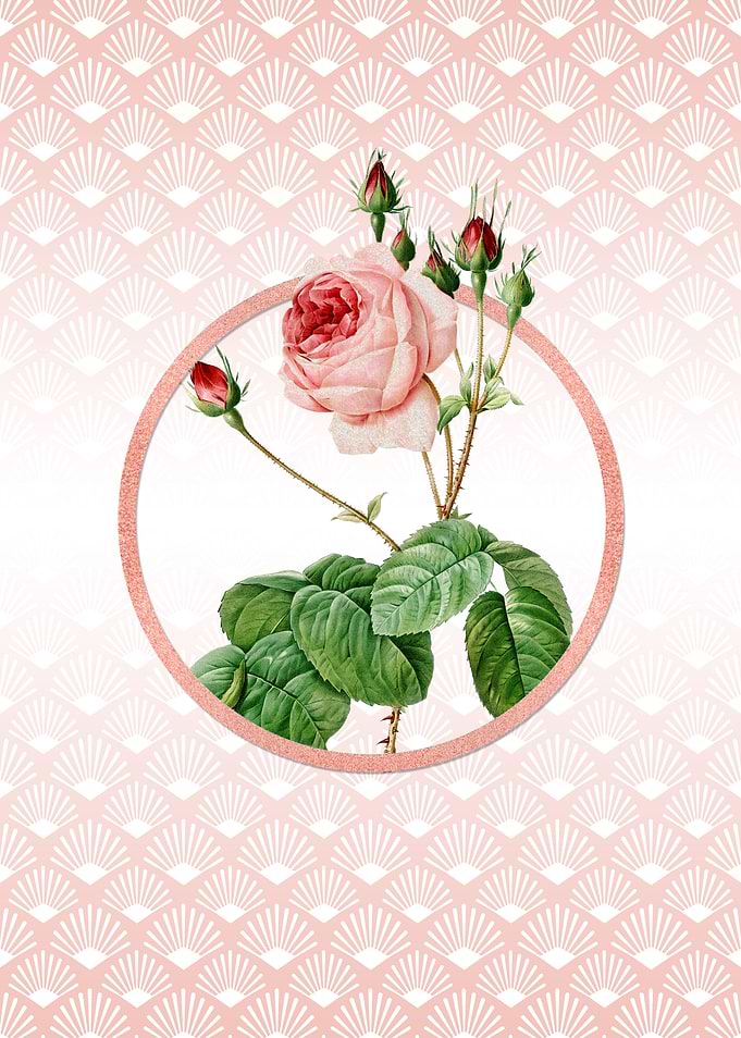 Provence Rose