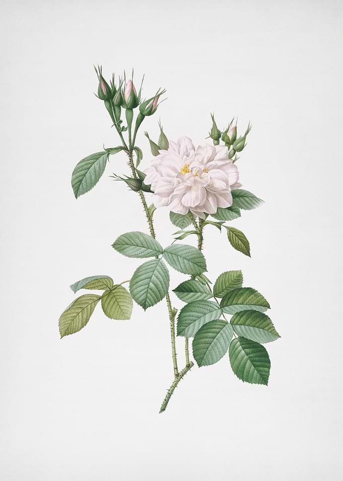 Autumn Damask Rose