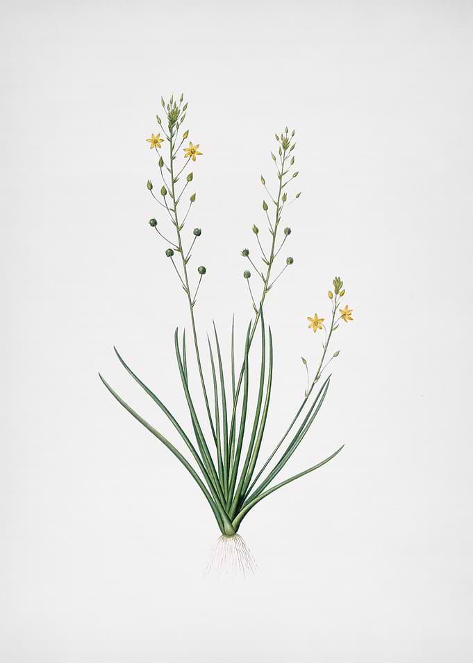 Bulbine Lily