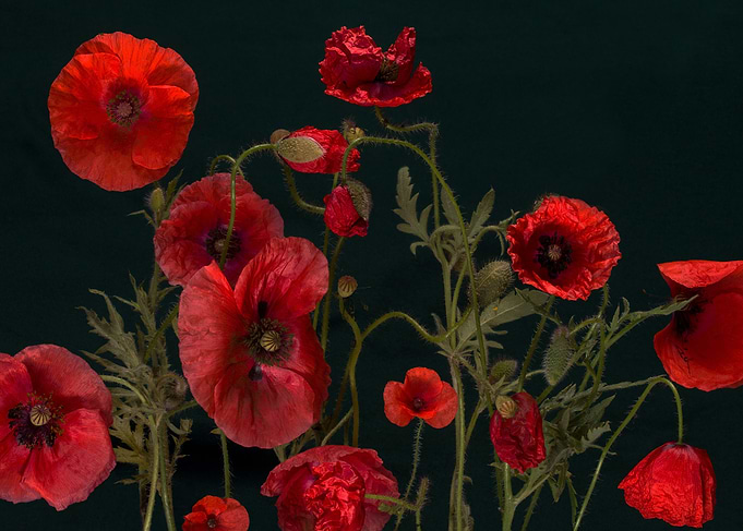 Red Poppies On Black