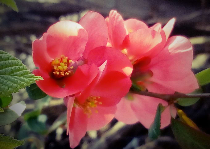 Chaenomeles japonica