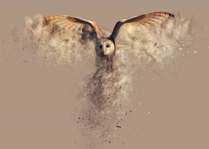La poudre du hibou