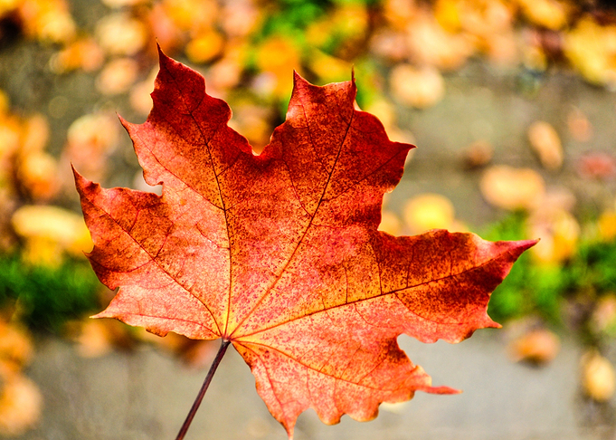 Red Maple Leaf