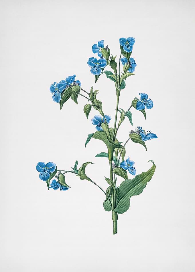 Commelina Tuberosa